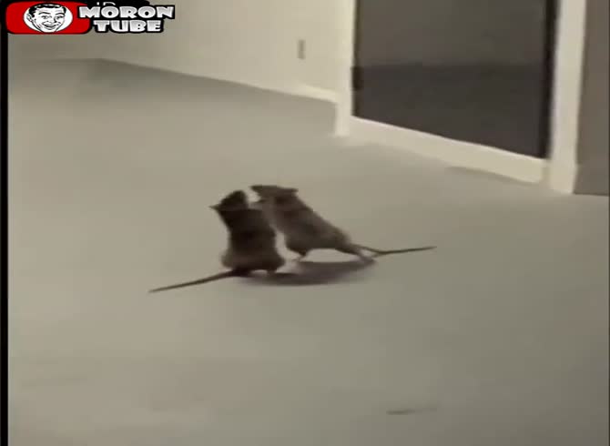 Video :A cat is shocked to see two rats fighting